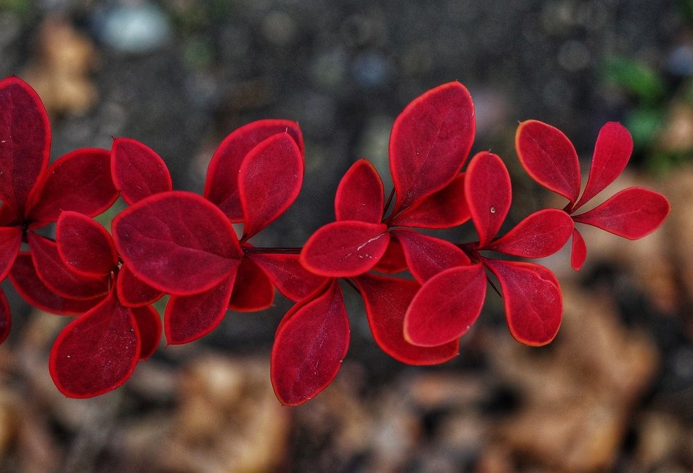 Photograph by Алла Никушкина