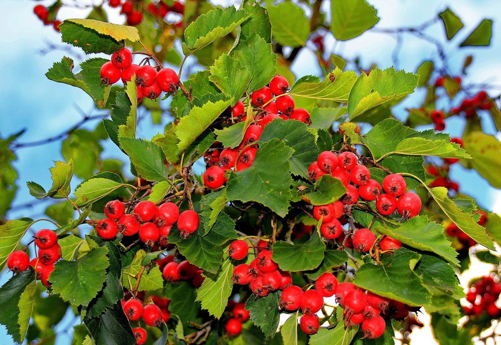 Photograph by Виталий Симоненков