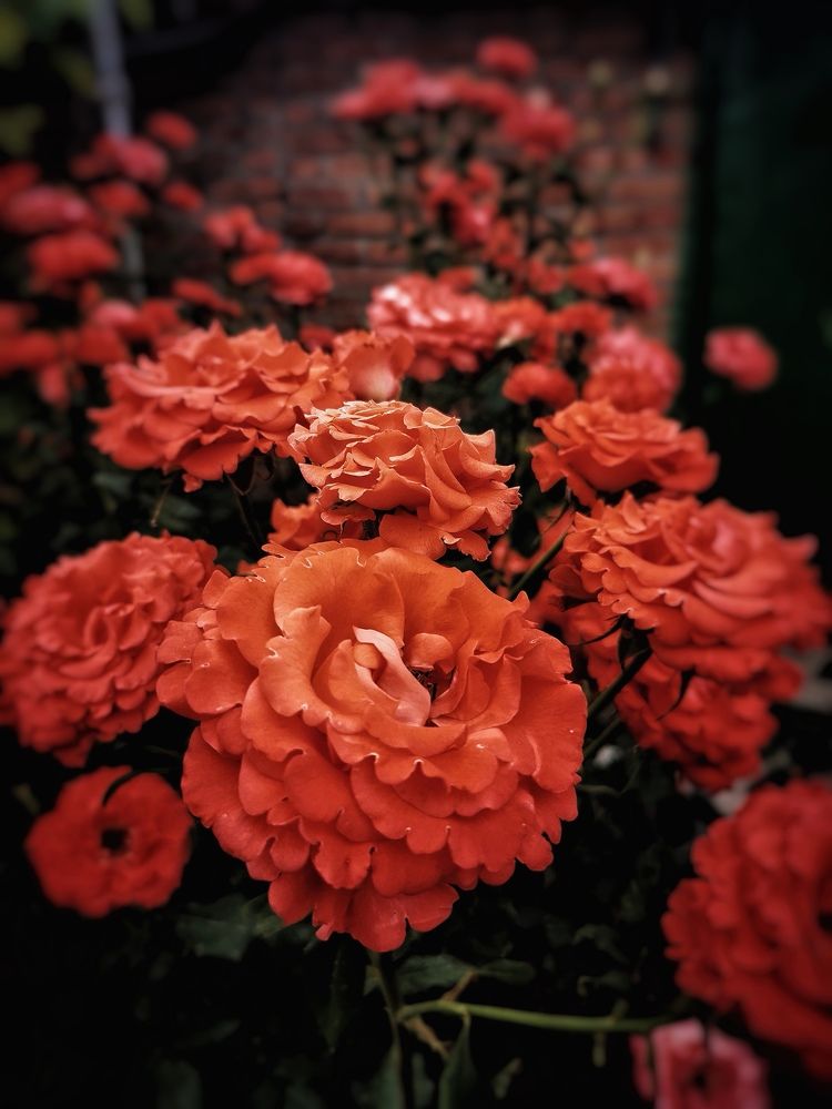 Photograph by Елена Артёменко