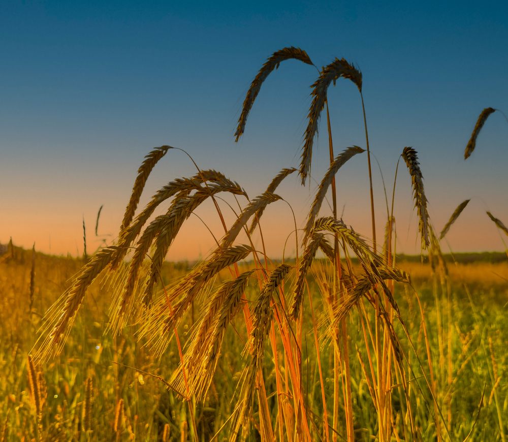 русское поле