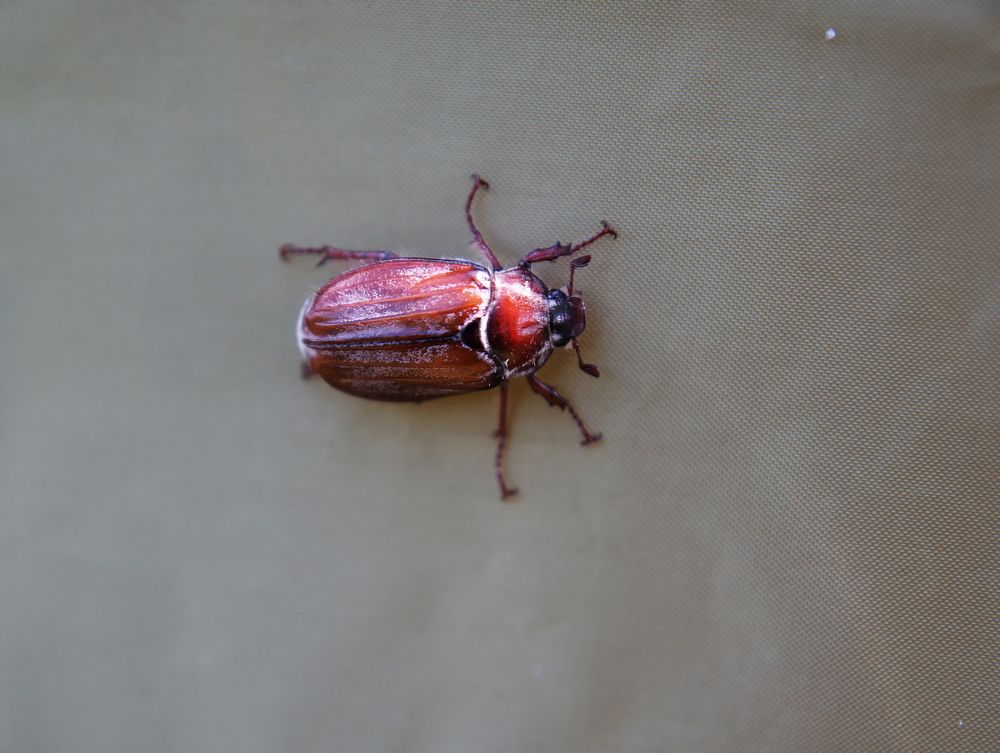 Фотография автора Павлов Дмитрий