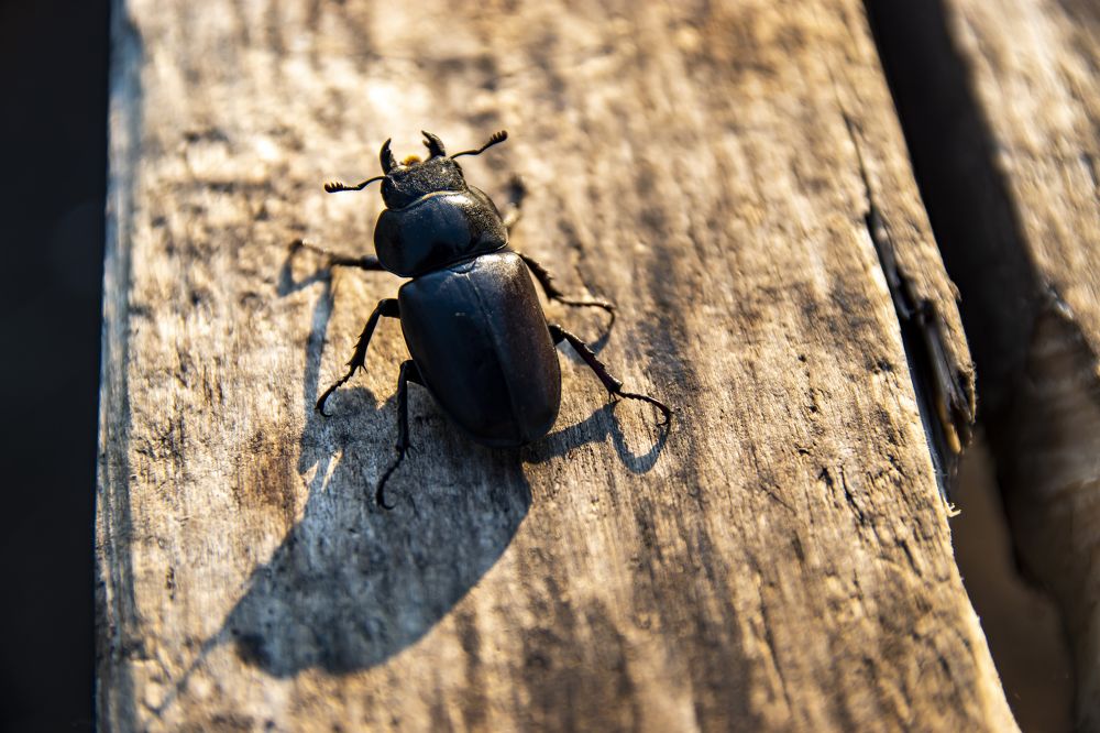 Фотография автора Павлов Дмитрий