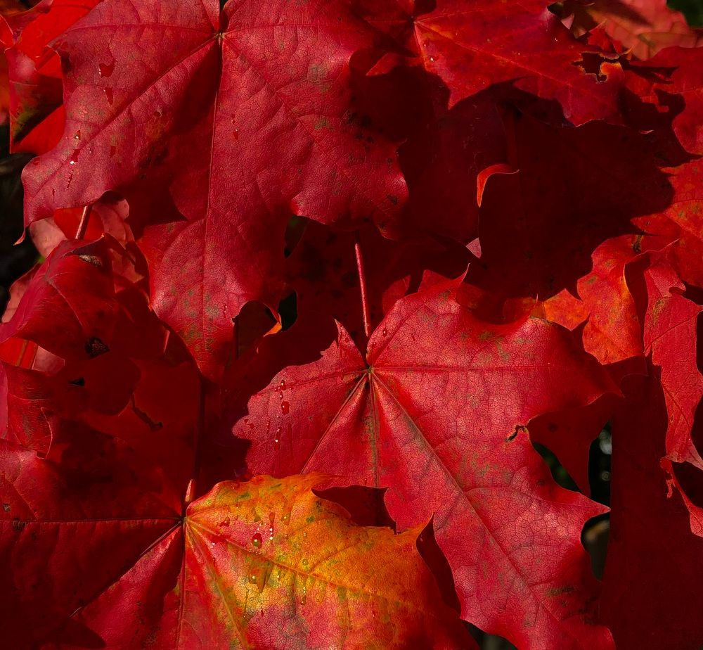 Photograph by Мария Королькова