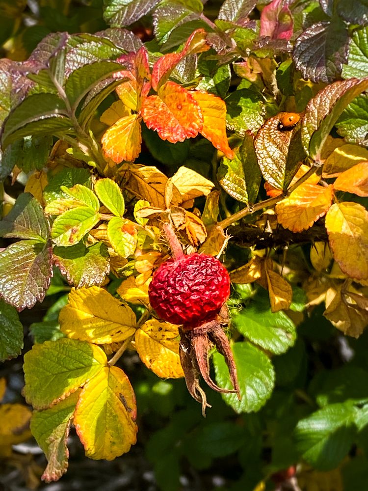 Photograph by Марина Елисейкина