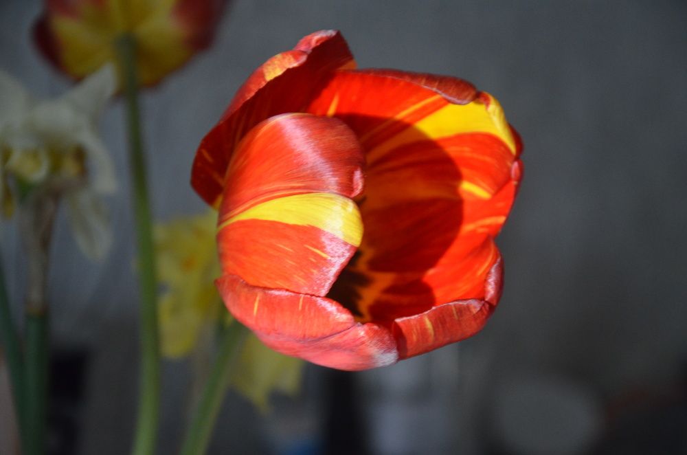 Photograph by Valentina