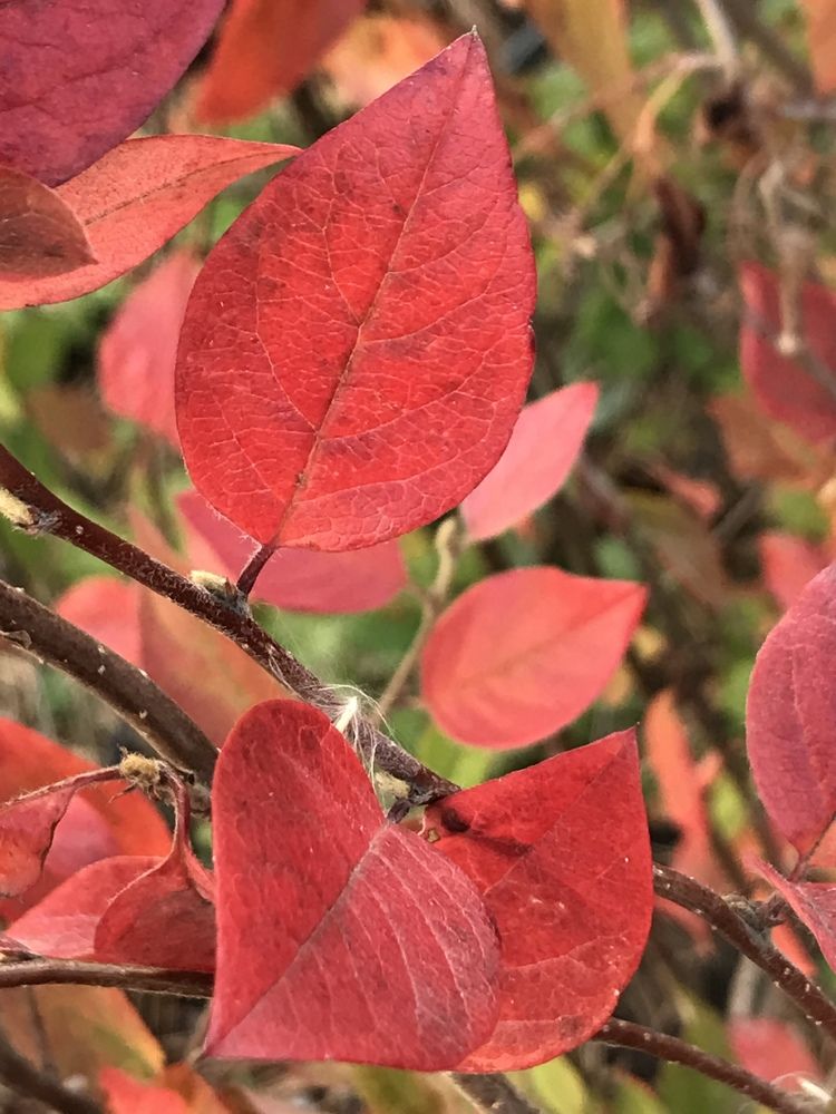 Photograph by Анар Амирова