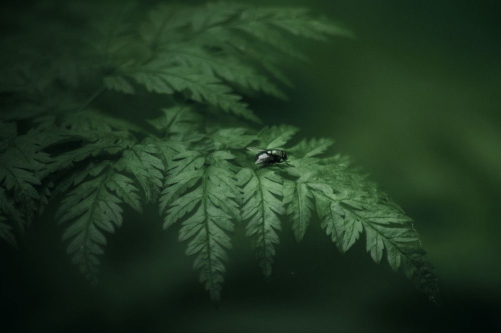 Photograph by Юлия Лушникова