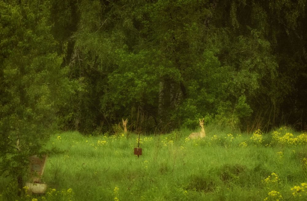 Photograph by Юлия Лушникова