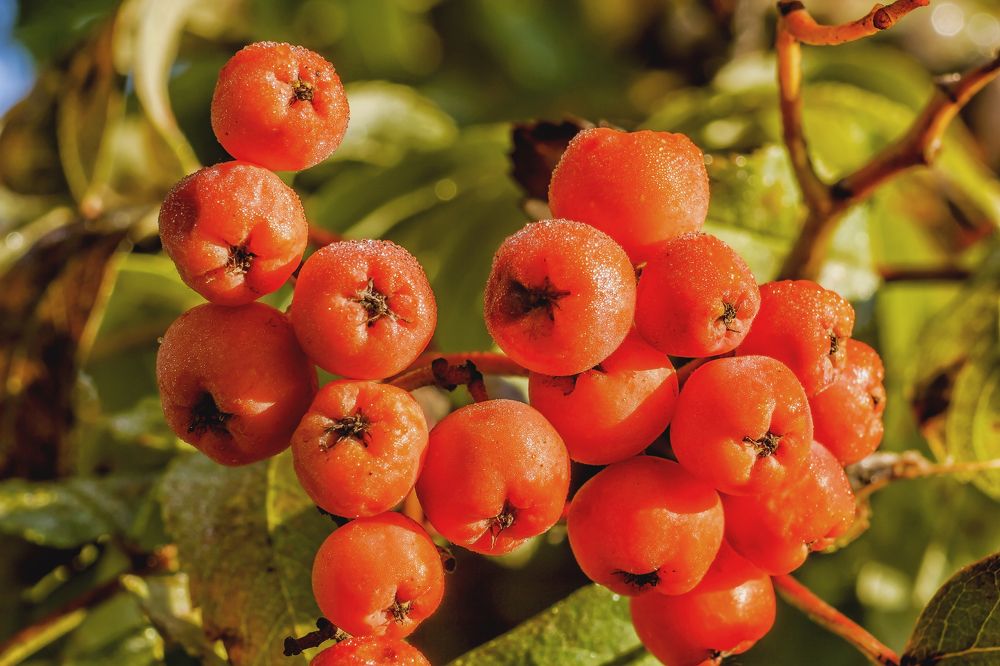 Ягода рябины