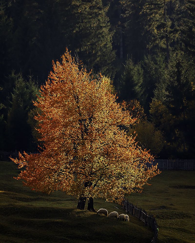 Autumn in the country