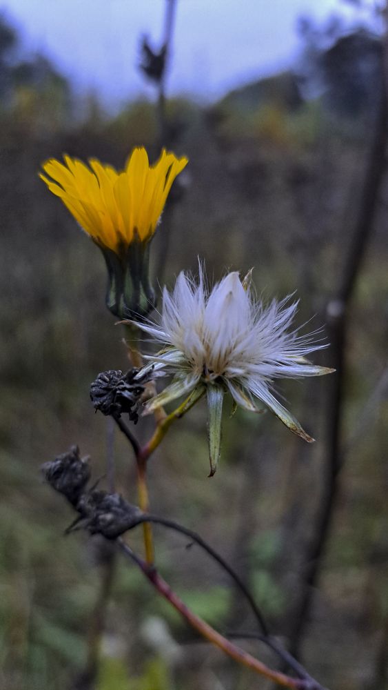 Photograph by Михаил Беляев