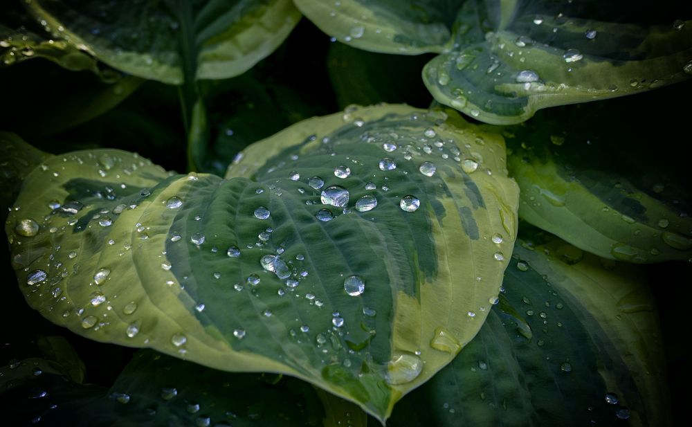 Photograph by Елена Вакумова