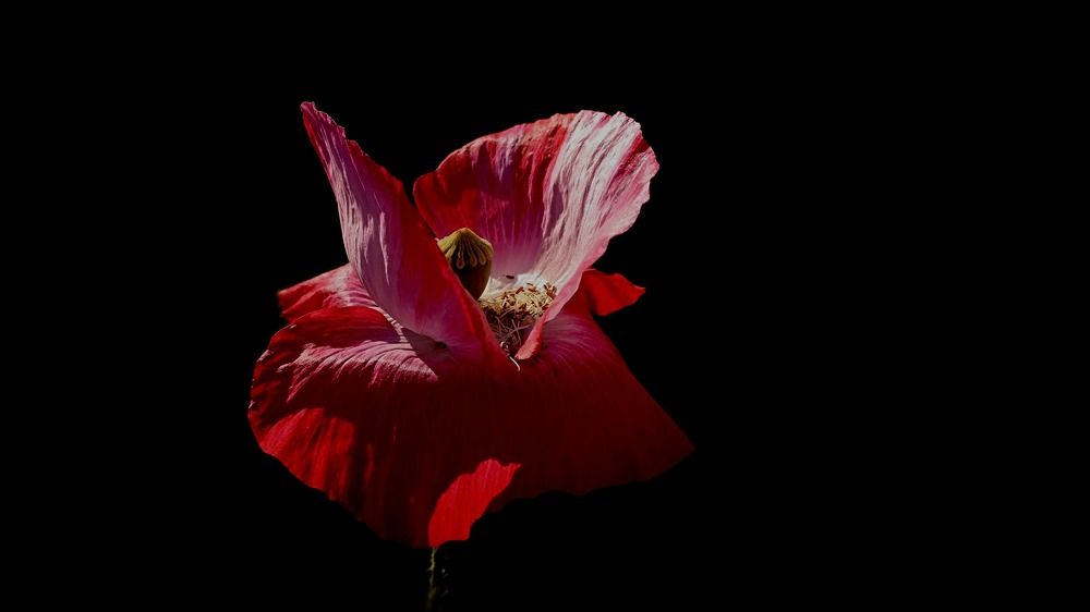 Photograph by Irina Dali