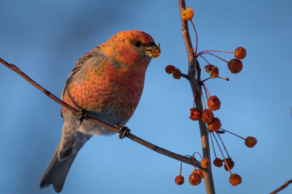 Photograph by Александр Перегудов