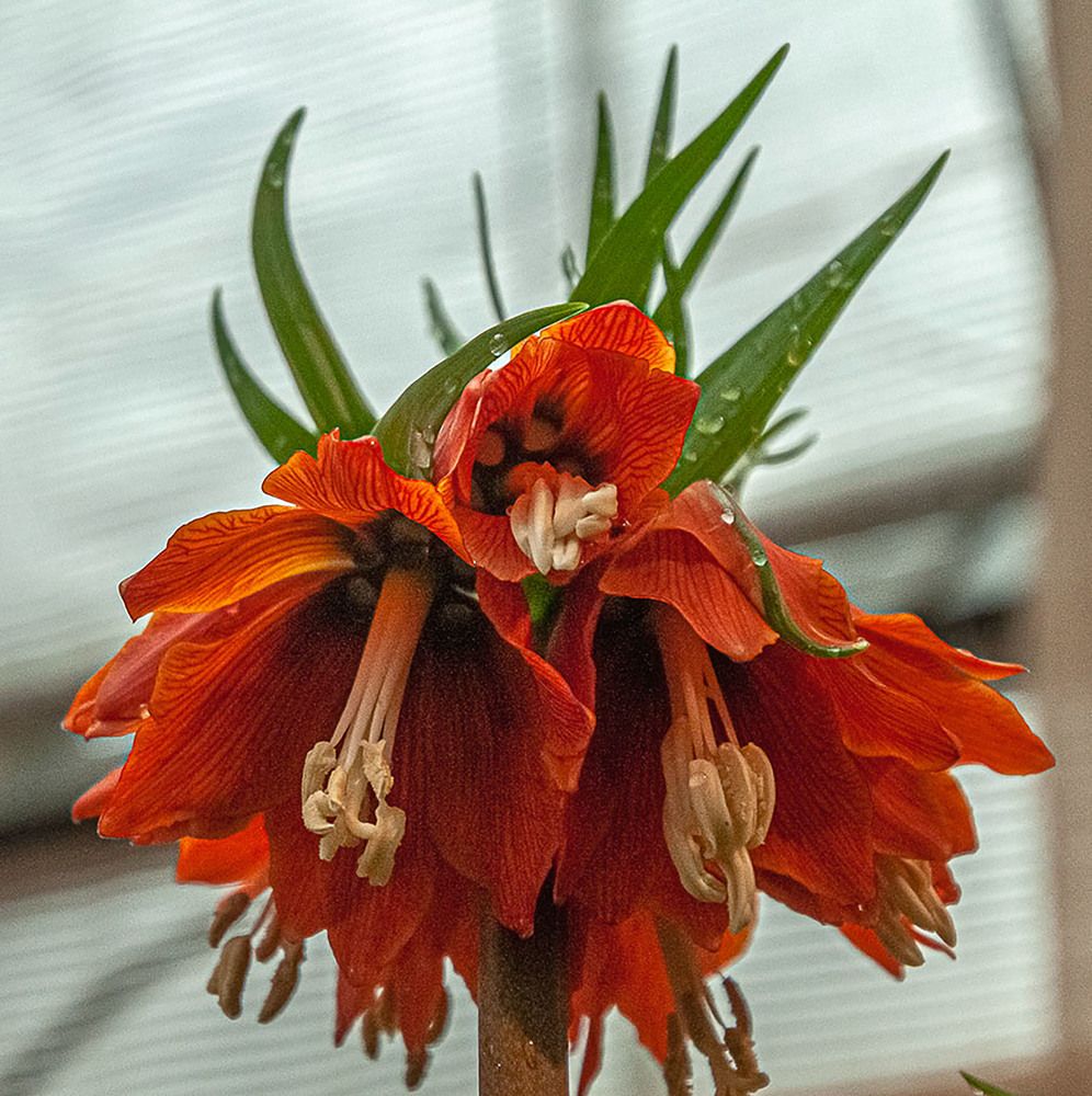 Photograph by Vladimir  Komarov