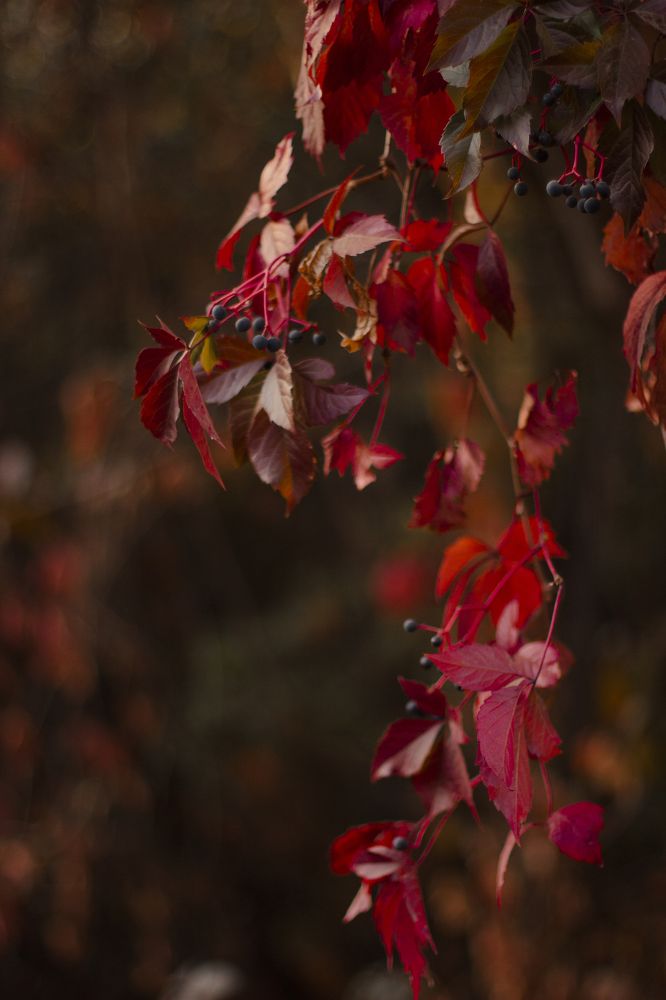 Photograph by Ольга Никишина