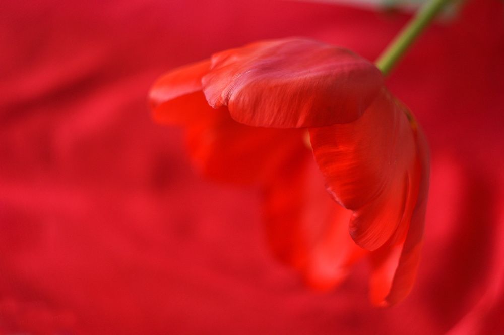 Photograph by Stoyan Baev