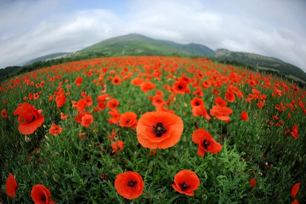 Фотография автора Дарья Васильева