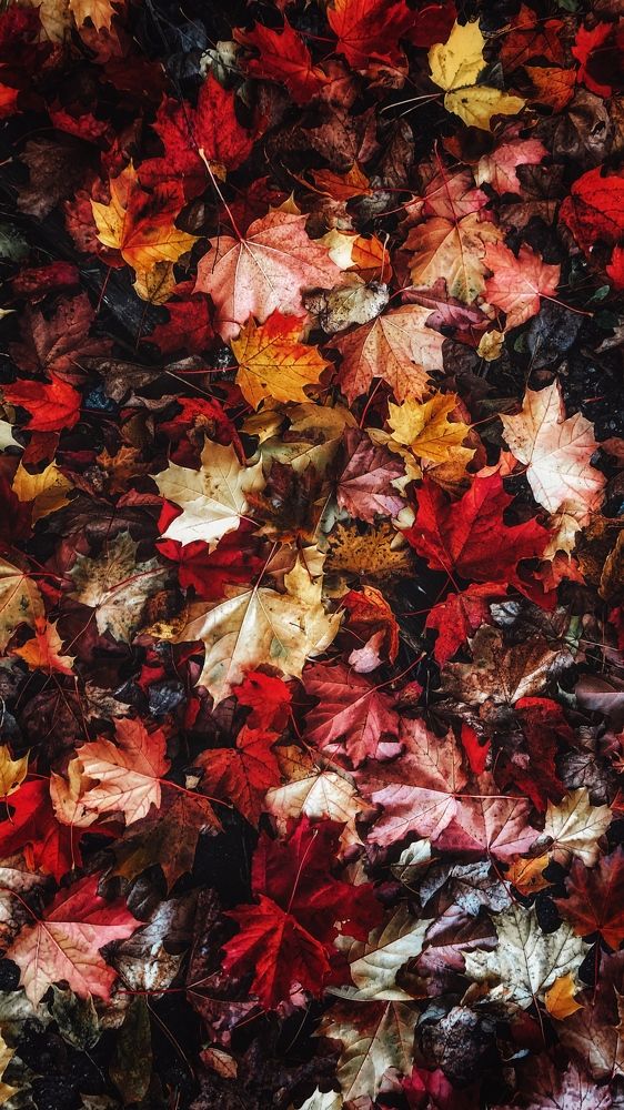 Photograph by Екатерина Федорова