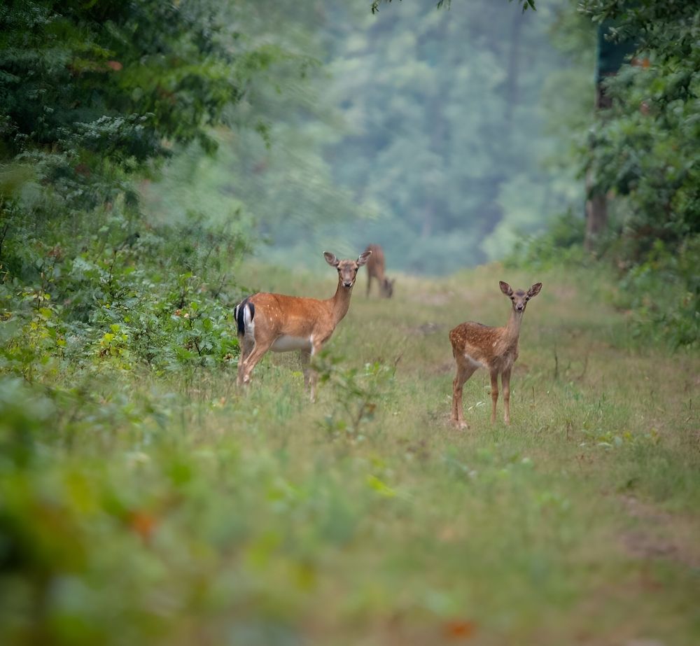 Фотография автора Sebastian Popa
