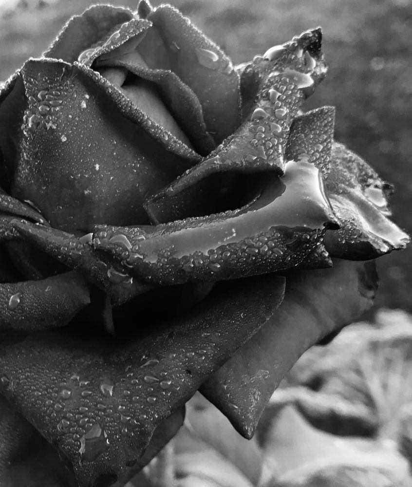 Photograph by Мадина Криштопа