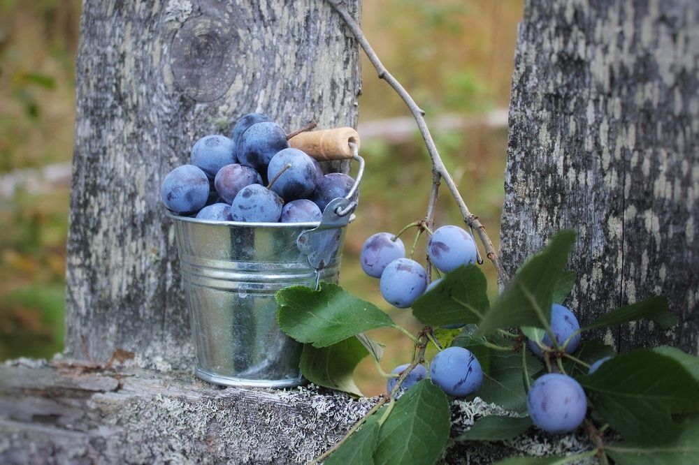 Фотография автора Тамара Караваева