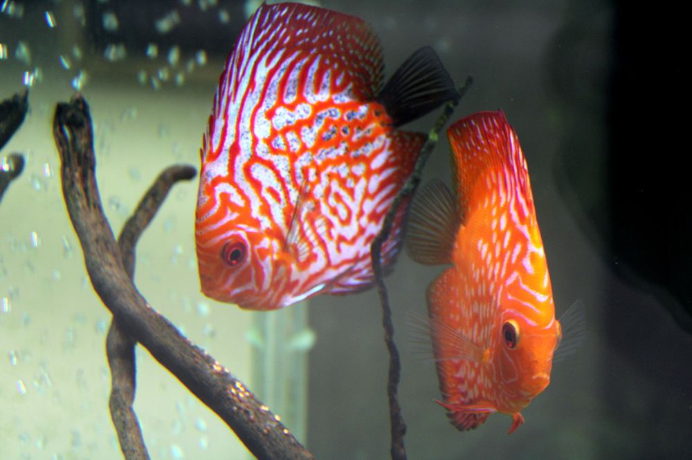 Photograph by Николай Немчанинов