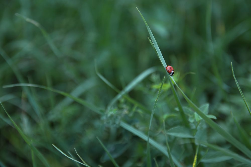 Photograph by Виктория Бережок