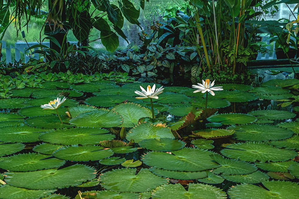 Photograph by Vladimir  Komarov