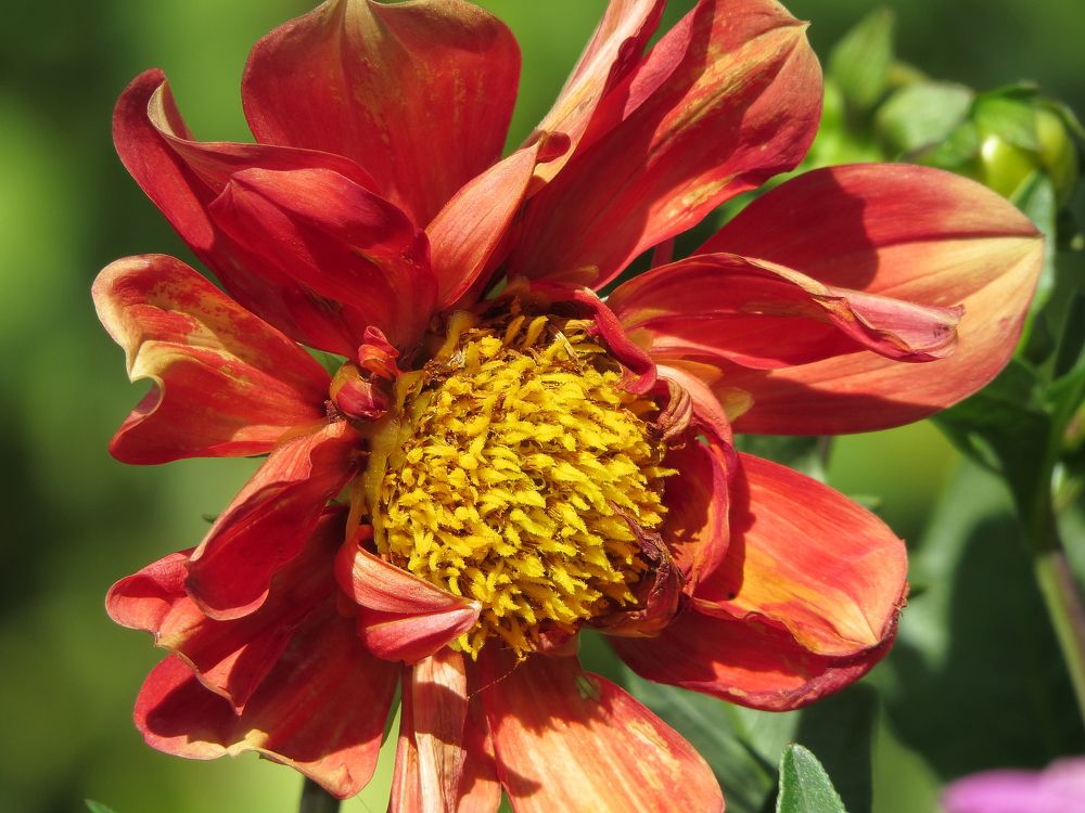 Красный георгин