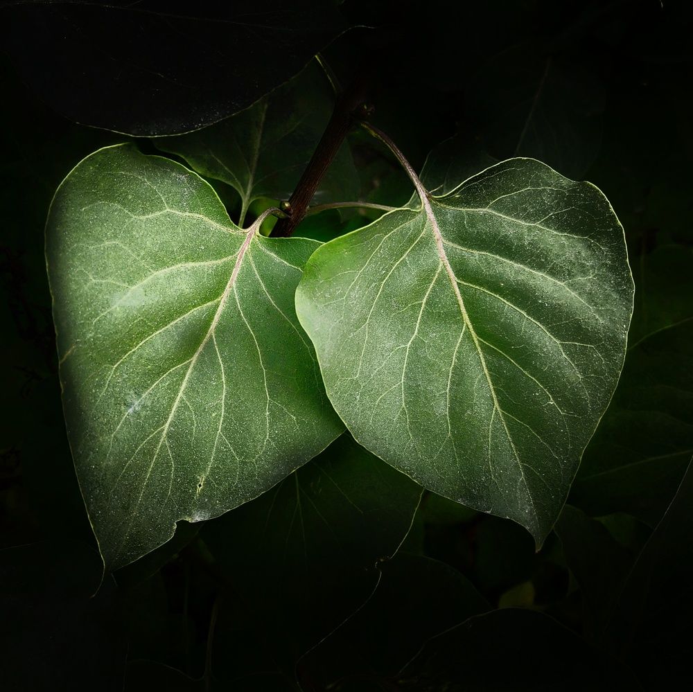 Photograph by Юрий Полушин