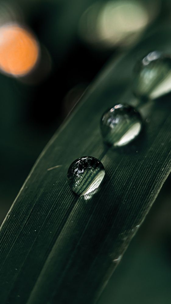 Photograph by Vishnu Subhash