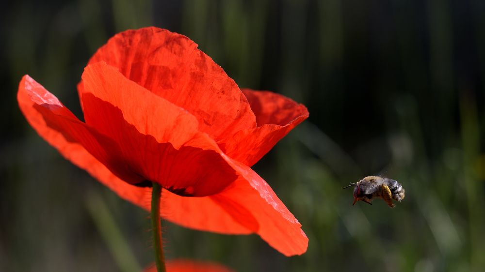 Фотография автора Алексей Батюков