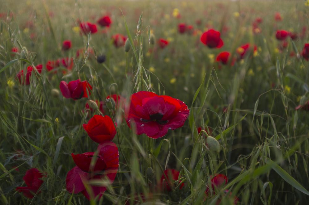 Photograph by Rustam Huseynov