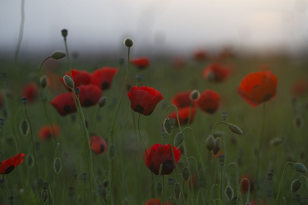 Photograph by Анатолий Макоедов