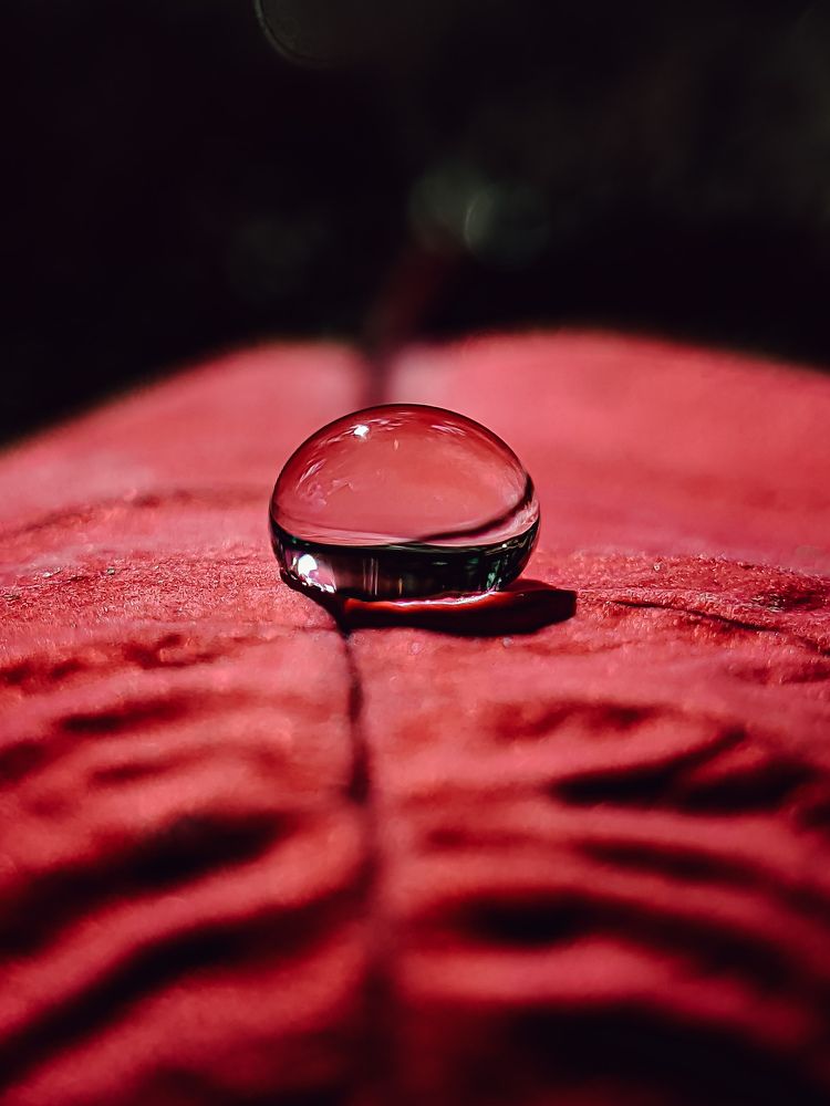Photograph by Vishnu Subhash
