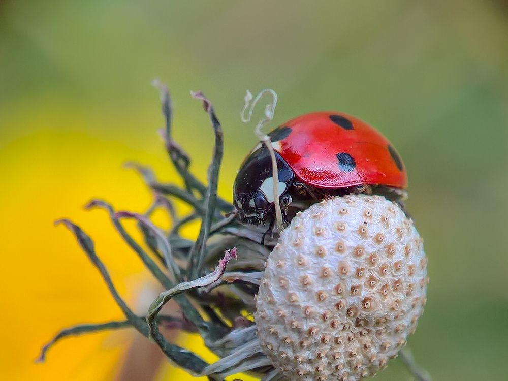 Cute Ladybeetle