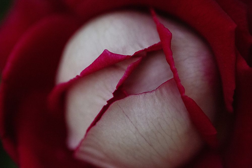 Photograph by Марианна Привроцкая