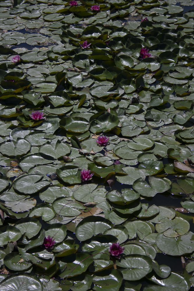 Photograph by Нелли Золотая