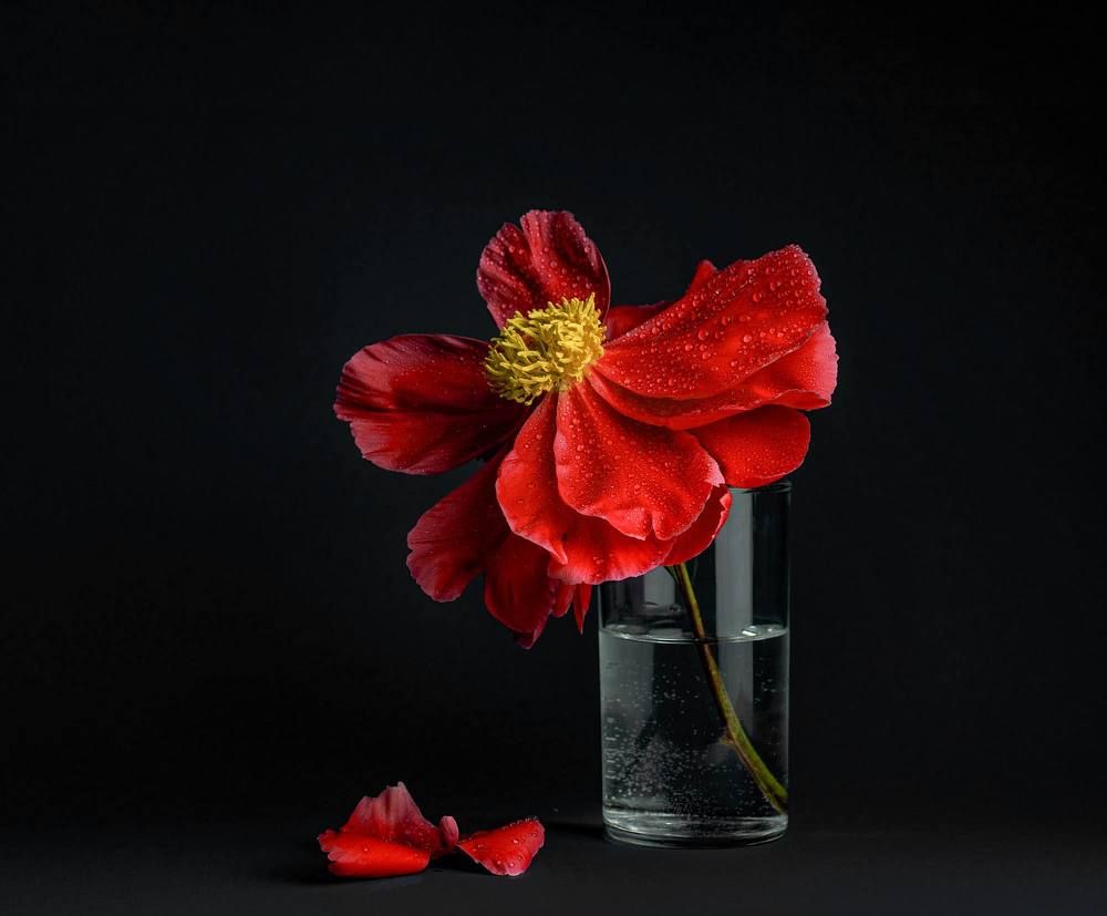 Photograph by Анжелика Костин