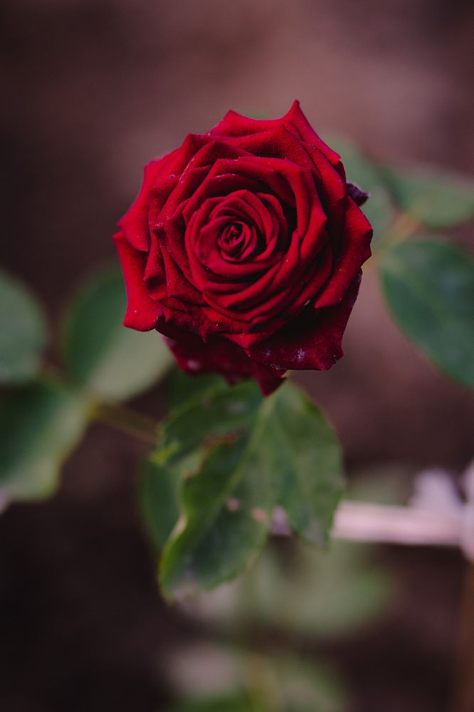 Photograph by Юлия Галлямова
