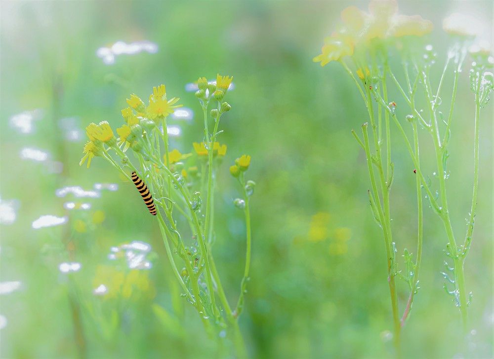 Photograph by Олег Китаев