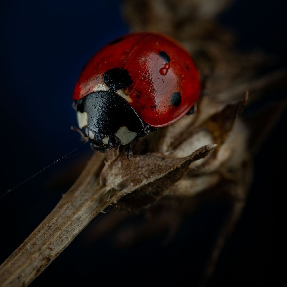 Photograph by Сергей Зелинский