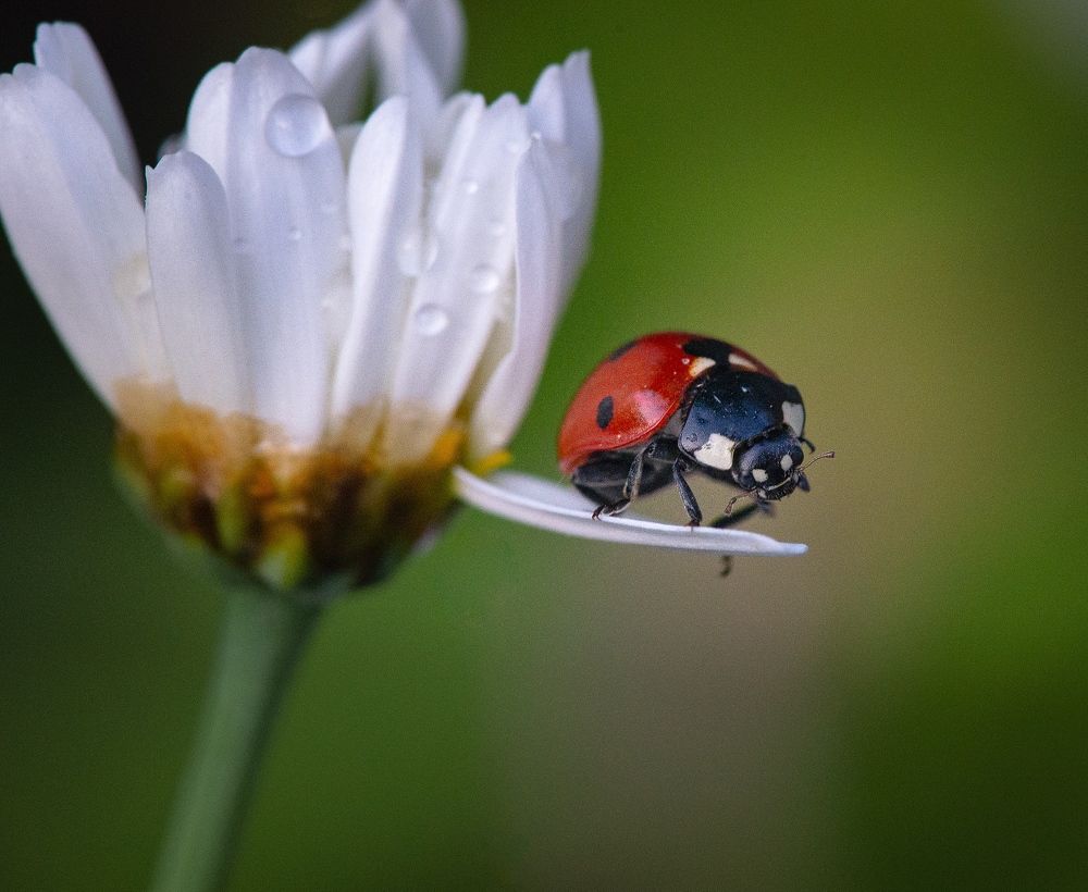 Photograph by Сергей Зелинский