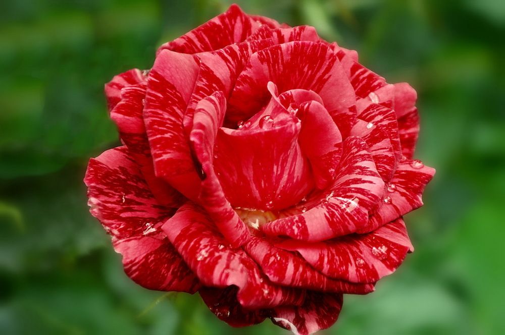 Красная роза с застывшей слезою ...