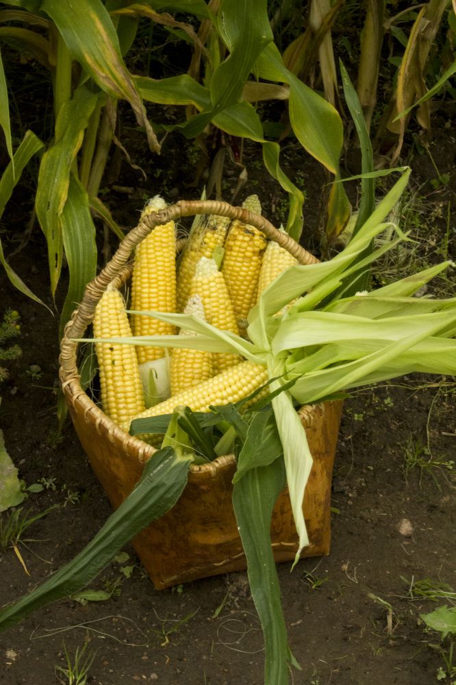 Фотография автора Александр Собокарь