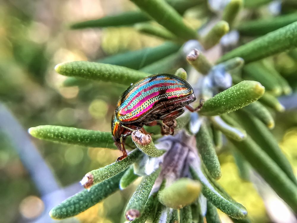 Rainbow leaf beetle