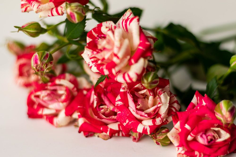 Photograph by Ксения Евгеньевна Коржнева