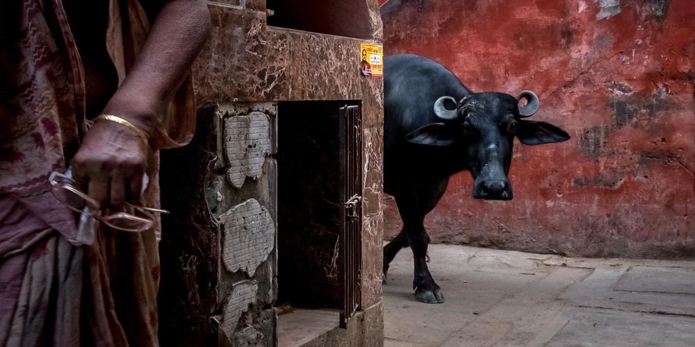 Photograph by Rishi Guha