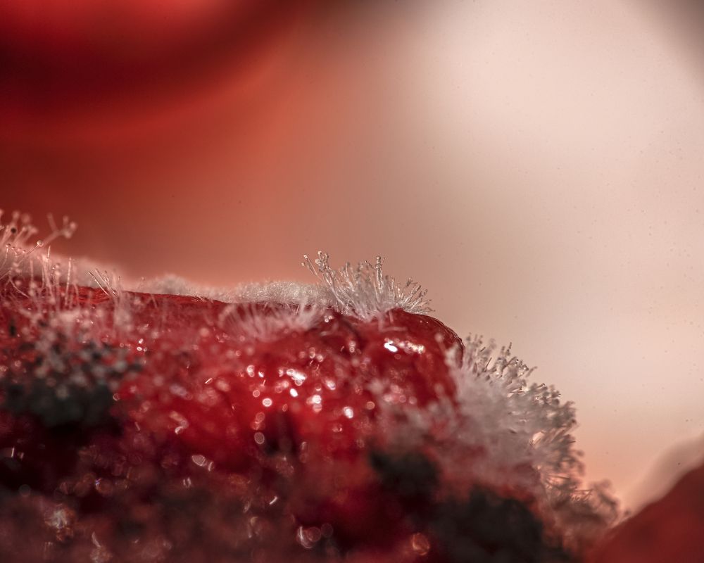 Photograph by Aлена Плясова